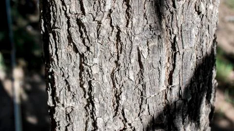 Dried Tree Bark Texture Foto stock