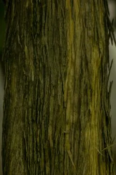 Dried tree bark on the trunk Stock Photos