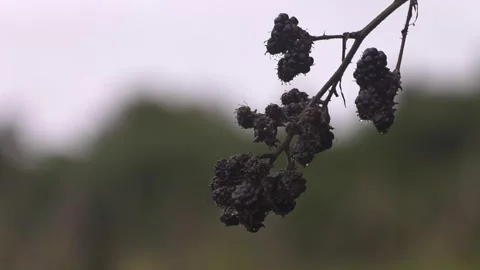 Dried Tree Berries on Overcast Day Stock Footage 312752770