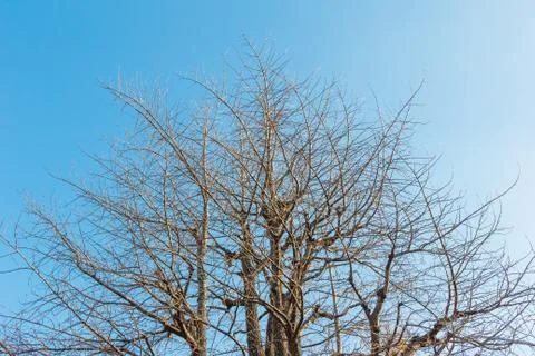 Dried tree with blue sky in background. Stock Photos