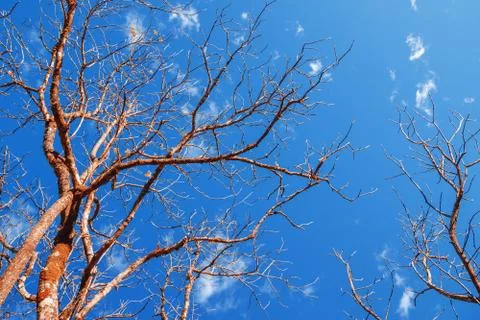 Dried tree with blue sky Foto stock