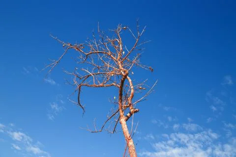 Dried tree with blue sky Stock Photos