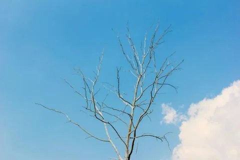 Dried tree with blue sky. Stock Photos