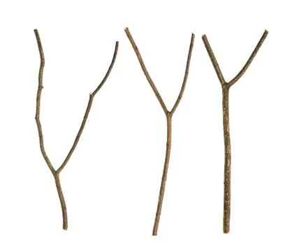 Dried tree branch Stock Photos