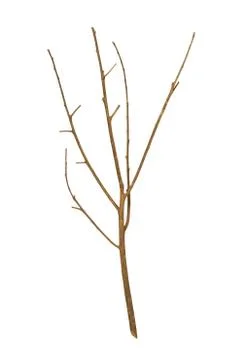 Dried tree branch Stock Photos