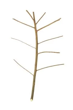 Dried tree branch Stock Photos