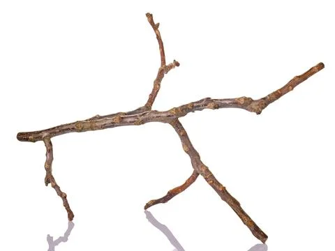 Dried tree branch with reflection isolated on white Stock Photos