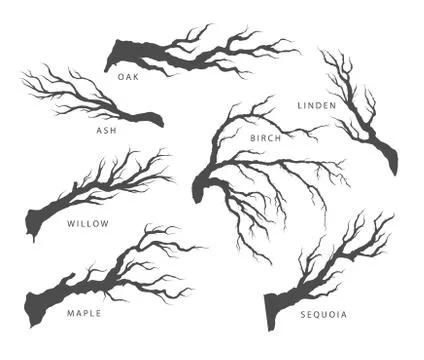 Dried tree branches with birds and leaves Stock Illustration