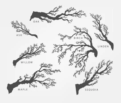 Dried tree branches with birds and leaves Stock Illustration