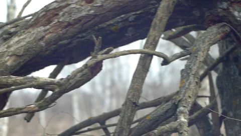 Dried tree branches Stock Footage 123070240