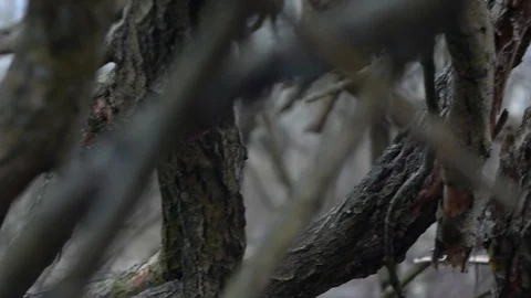 Dried tree branches Stock Footage 123070426