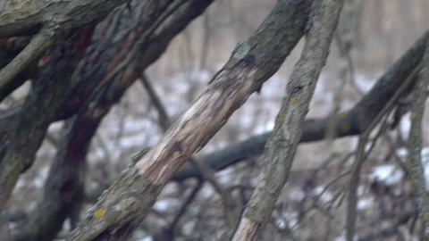 Dried tree branches Stock Footage 123070538