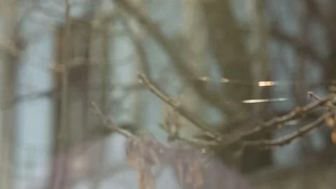 Dried tree branches Video stock 333512056