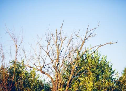 Dried Tree Branches Stock-Fotos