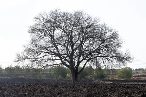 Dried tree, Dead tree isolated with white background Stock-Fotos