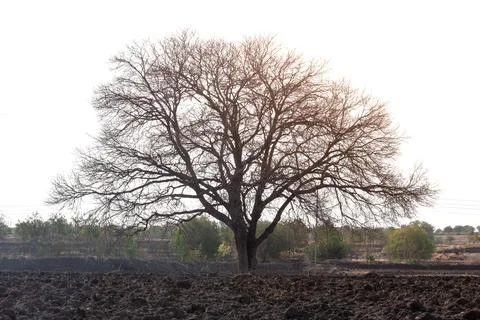 Dried tree, Dead tree isolated with white background Fotos de archivo