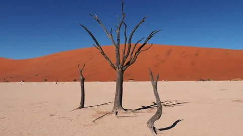 Dried Tree In Desert Against Red Sand Dunes Namibia Sossusvlei Desert Deadvlei Stock Footage 255839776
