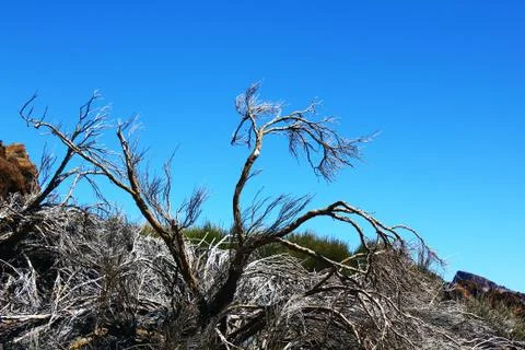 The dried tree in the desert Stock Photos