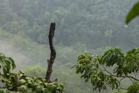 Dried tree in a forest Stock Photos
