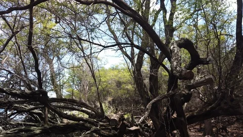 Dried tree hedge at the Lava Fields- Kings Trail,Maui,Hawaii,USA Stock Footage 119645299