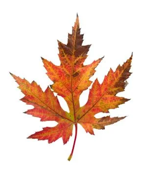 Dried tree leaf Stock Photos