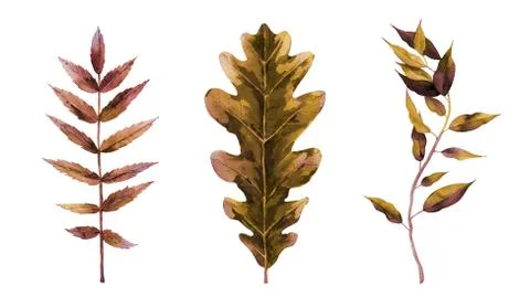 Dried tree leaf set. Design for a greeting, banners, patterns, card, postcard in Stock Illustration
