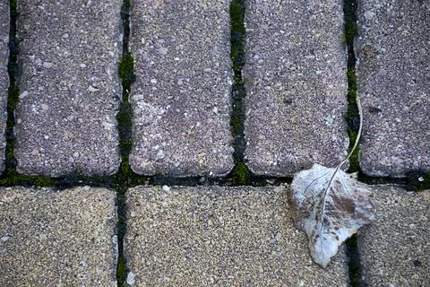 A Dried tree leaf on stone tile Stock Photos