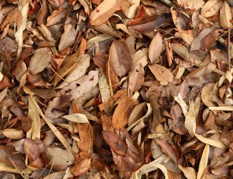 Dried tree leaves texture Stock Photos