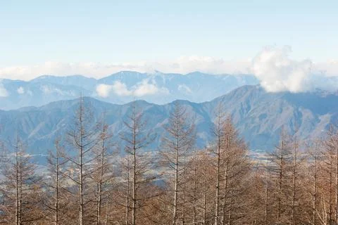 Dried tree with mountain view. Stock-Fotos