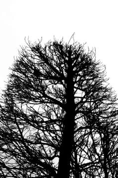 Dried tree 스톡 사진