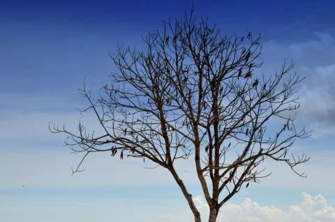 Dried tree Stockfoto's