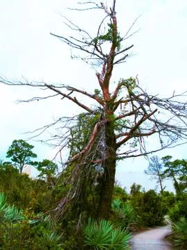 Dried tree in a public park Stock Photos