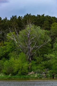 Dried-up tree on the riverbank Stock Photos