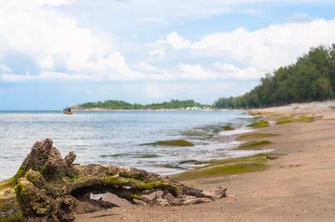 Dried tree root on the beach Stock Photos