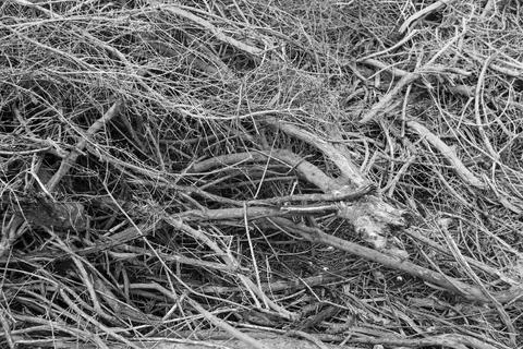 Dried tree roots background Stock Photos