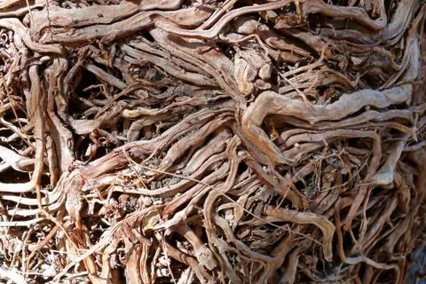 Dried tree roots Stock Photos