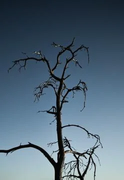 Dried tree silhouette Stock Photos