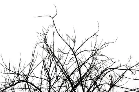 Dried tree silhouette. 스톡 사진