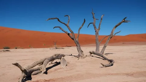 Dried Tree Snag Against High Red Sand Dunes Namibia Sossusvlei Desert Deadvlei Stockbeeldmateriaal 257541880