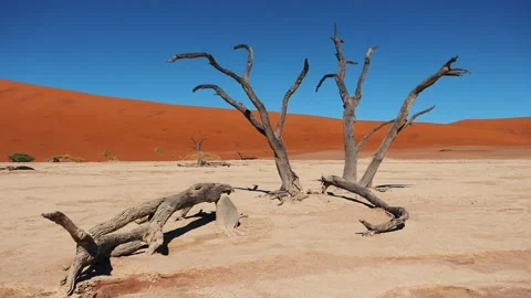 Dried Tree Snag Against Red Sand Dunes Namibia Sossusvlei Desert Deadvlei Stock Footage 256075828
