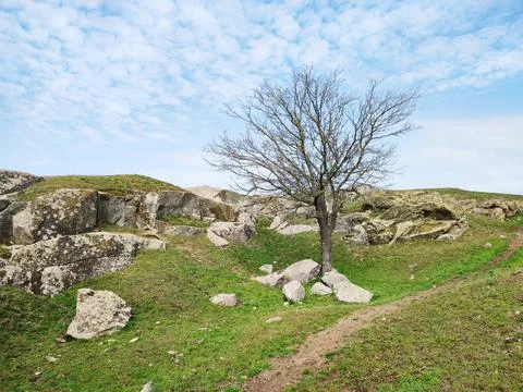 Dried tree on spring green grass, stone and blue cloudy sky background Stock Photos
