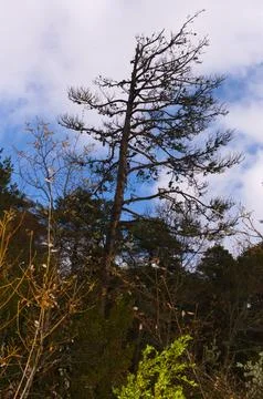 A dried tree struck by lightning against a background of blue sky Foto stock