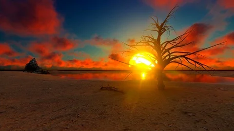 Dried tree at sunset in the desert Video stock 86116368