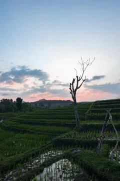 A dried tree in the terraced paddy fields in the evening. Stock Photos