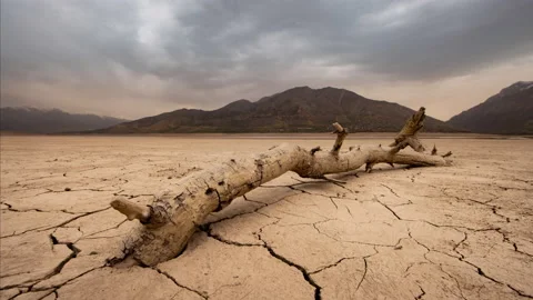 Dried tree trunk on cracked landscape Timelapse, lack of freshwater global Stock Footage 224857434