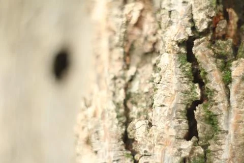 Dried tree trunk with a lichen Stock Photos