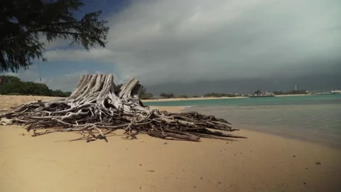 Dried up tree trunk on pacific island beach. Stock Footage 134846737