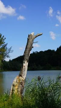 Dried tree trunk Stock Photos