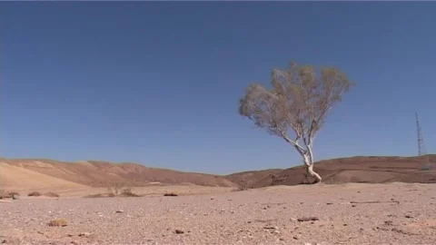 Dried Tree Trunk Resting on Desert Sand Stock Footage 285903163