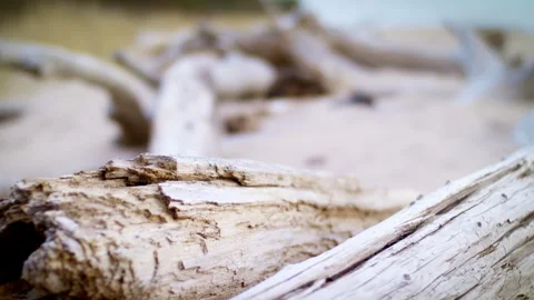 Dried tree trunks on the shores of the Baltic Sea. Stock Footage 274842864